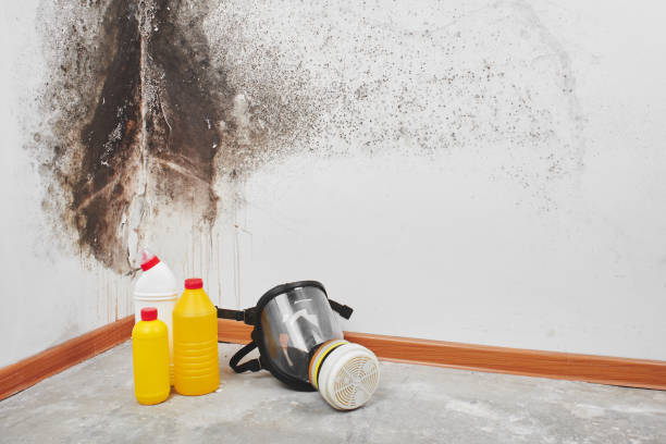 Best Certified Mold Removal  in Rainbow, CA