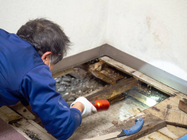 Best Best Mold Removal Companies  in Rainbow, CA
