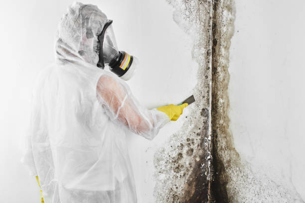 Mold Removal and Inspection in Rainbow, CA