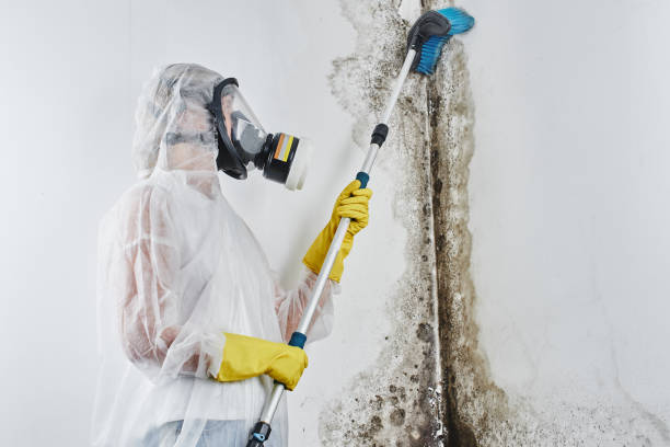 Professional Mold Removal in Rainbow, CA