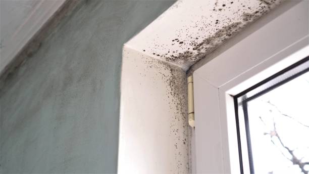 Crawl Space Mold Removal in Rainbow, CA