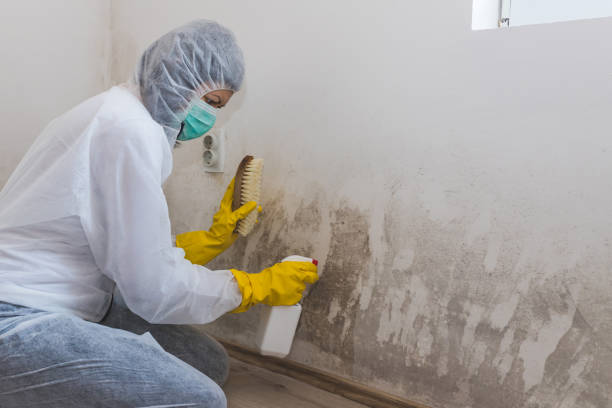 Best Fast Mold Removal  in Rainbow, CA