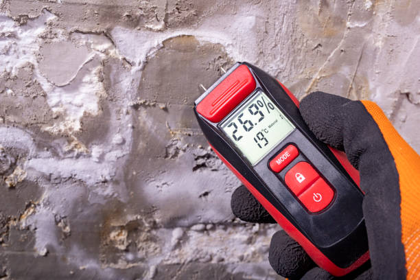 Best Mold Damage Repair  in Rainbow, CA
