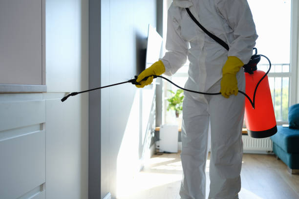 Best Fast Mold Removal  in Rainbow, CA