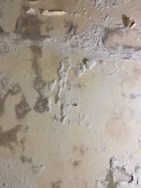 Best Attic Mold Removal  in Rainbow, CA
