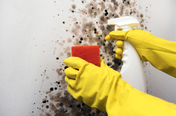 Office Mold Removal Services in Rainbow, CA