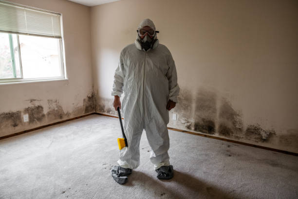 Best Mold Removal and Inspection  in Rainbow, CA