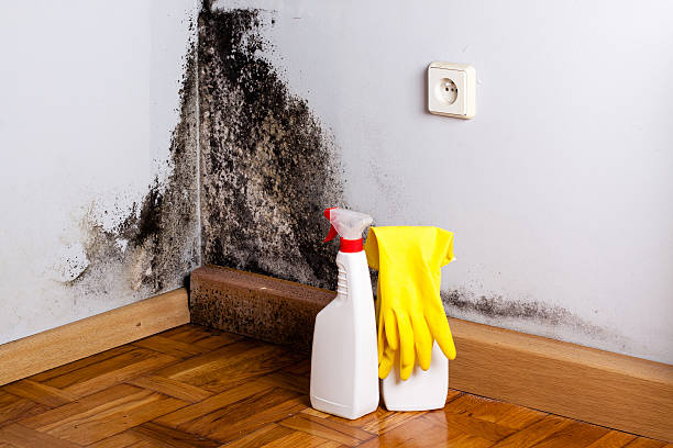 Best Crawl Space Mold Removal  in Rainbow, CA