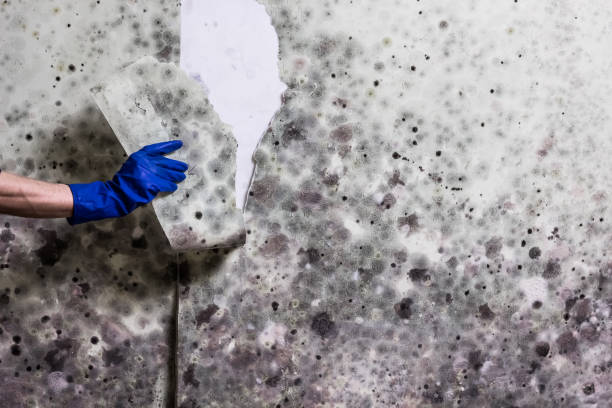 Best Crawl Space Mold Removal  in Rainbow, CA