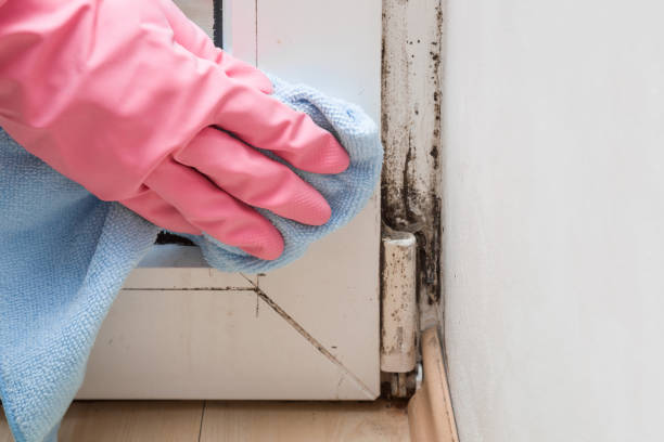Best Residential Mold Removal  in Rainbow, CA