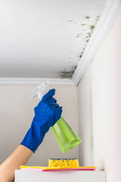 Best Local Mold Removal Service  in Rainbow, CA